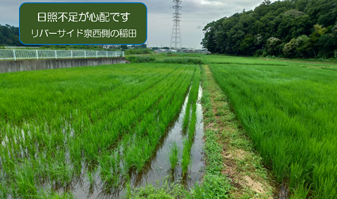 梅雨明け近しの画像