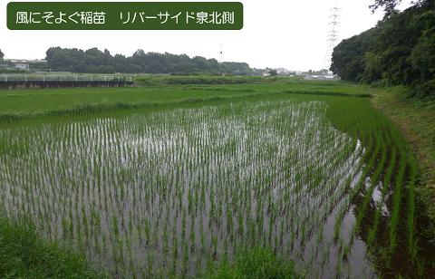 元気に夏を乗り越えようの画像