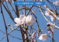 桜の季節となりましたの画像