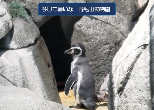 残暑お見舞い申し上げますの画像