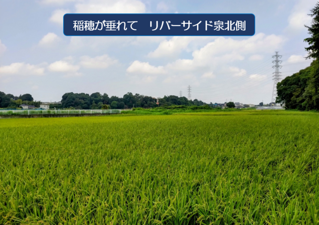 秋の気配もの画像