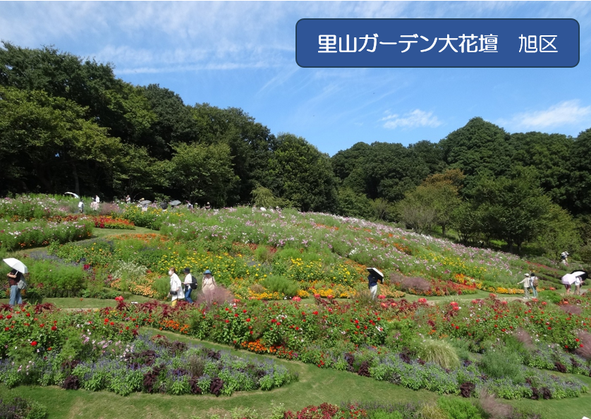 秋らしくなりましたの画像