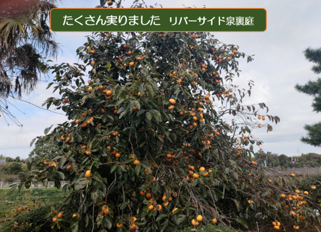 秋深まっての画像