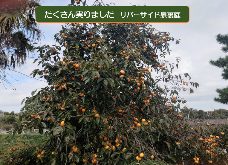 秋深まっての画像