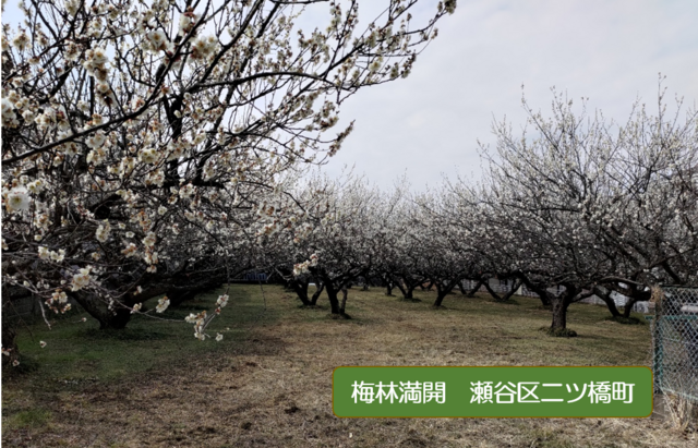 春一番吹きましたの画像