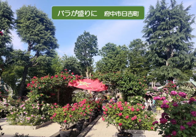 5月病を乗り越えての画像