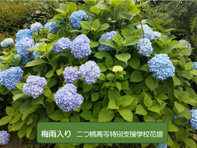 71回評議員会を開催の画像