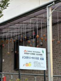 秋の風物詩になるといいな～秋の食レク・光梨干し柿～の画像