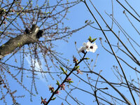 令和8年3月　お花見レクリエーション（中止）の画像