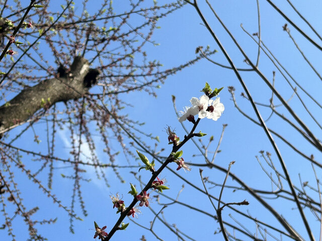 令和8年3月　お花見レクリエーション（中止）の画像