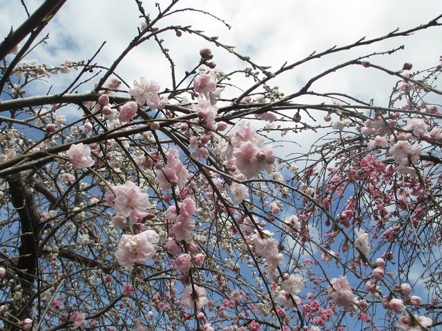 IMG_6578春休み.JPG