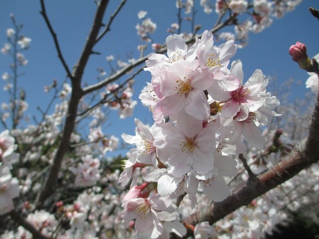IMG_6608春休み.JPG