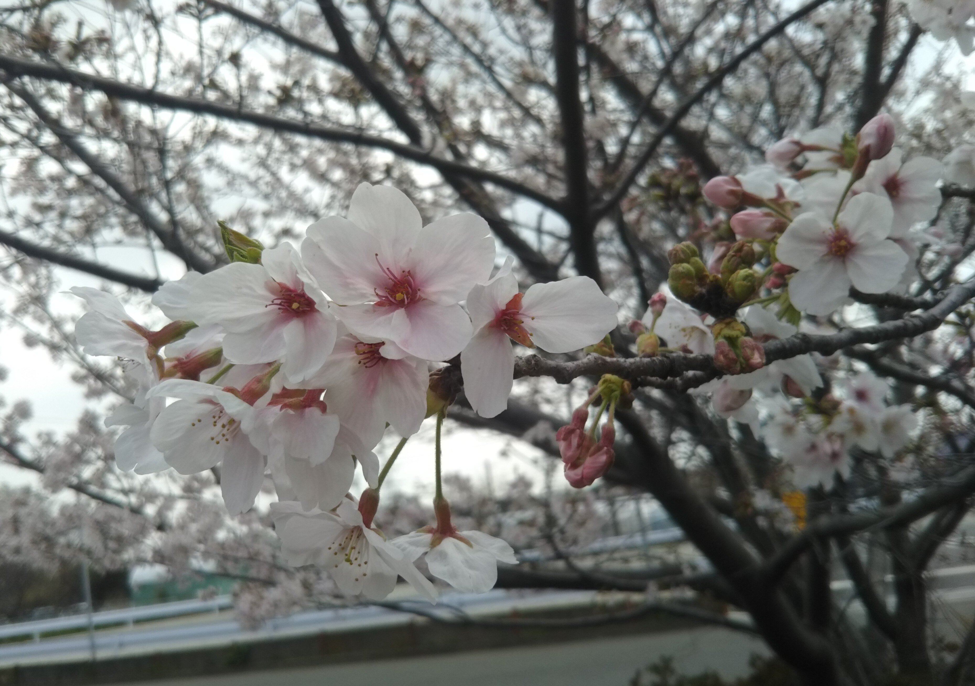 【ひまわり】3.4月活動紹介の画像