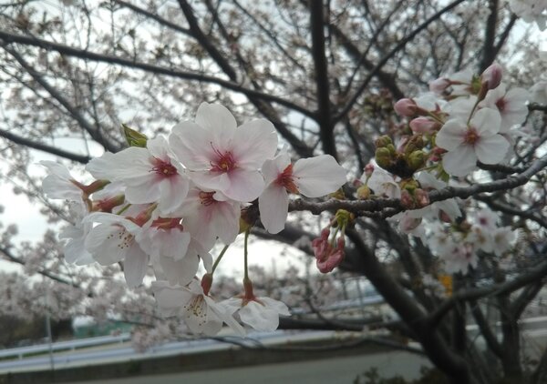 【ひまわり】3.4月活動紹介の画像