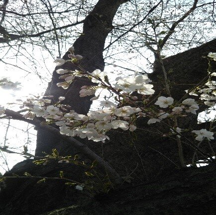 桜.jpg
