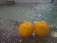 【デイサービス】心も体もぽかぽかに！大浴場で「ゆず湯」を満喫 の画像