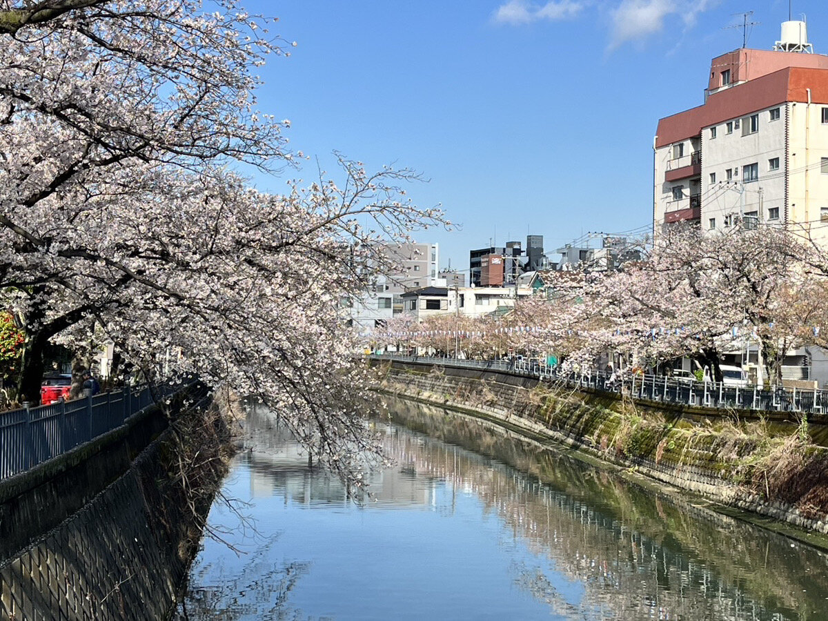 【地域活動交流】満開の桜とチューリップの画像